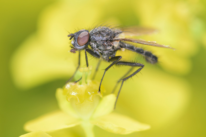 How To Get Rid of Cabbage Maggots