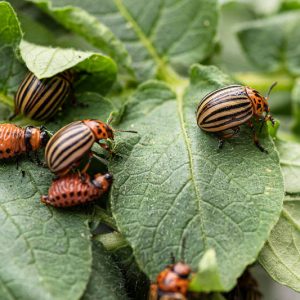 Colorado Potato Beetle, Colorado Potato Beetles, Getting Rid of Colorado Potato Beetle, Vegetable Garden