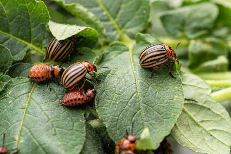 Colorado Potato Beetle, Colorado Potato Beetles, Getting Rid of Colorado Potato Beetle, Vegetable Garden