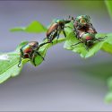Japanese Beetles, Japanese Beetle, Getting Rid of Japanese Beetles, Vegetable Garden
