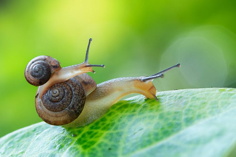 Snail, Snails, Getting Rid of Snails, Vegetable Garden