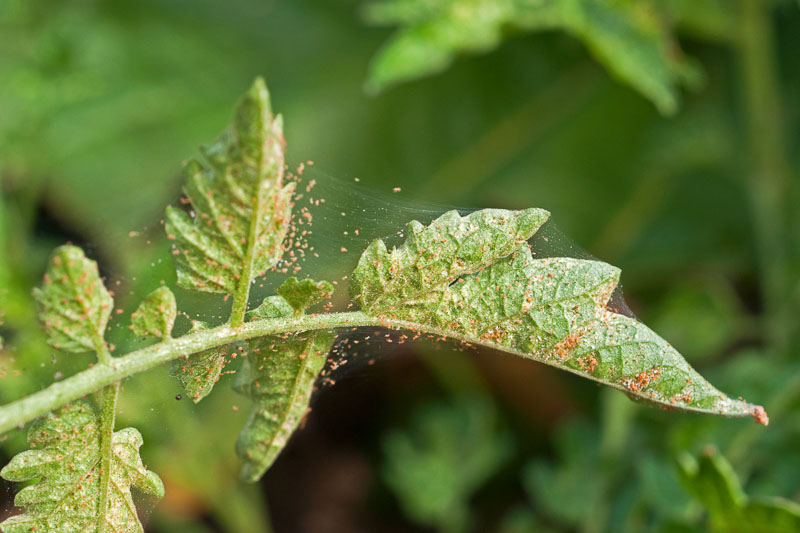 How To Get Rid of Spider Mites