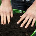 Garden soil, organic matter, compost, composting, healthy soil, manure,