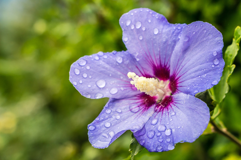 How to Grow and Care for Hardy Hibiscus Flowers