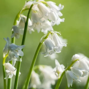 Hyacinthoides non-scripta Alba, English Bluebells 'Alba', Wild Hyacinth 'Alba', Bluebells 'Alba', Wood Bells 'Alba', White Bluebells, White Flowers