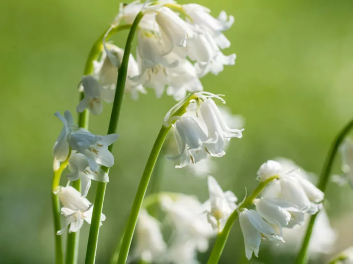 Hyacinthoides non-scripta Alba, English Bluebells 'Alba', Wild Hyacinth 'Alba', Bluebells 'Alba', Wood Bells 'Alba', White Bluebells, White Flowers