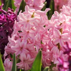Hyacinthus Orientalis 'Fondant', Hyacinth 'Fondant', Dutch Hyacinth, Hyacinthus Orientalis, Common Hyacinth, Spring Bulbs, Spring Flowers, pink hyacinth,early spring bloomer, mid spring flower