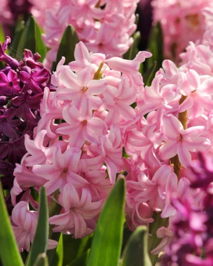 Hyacinthus Orientalis 'Fondant', Hyacinth 'Fondant', Dutch Hyacinth, Hyacinthus Orientalis, Common Hyacinth, Spring Bulbs, Spring Flowers, pink hyacinth,early spring bloomer, mid spring flower