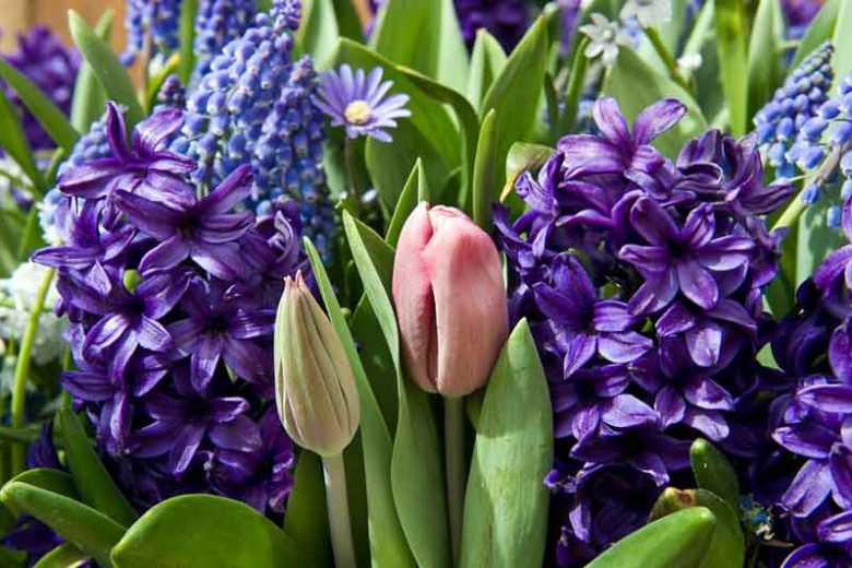 Hyacinth Peter Stuyvesant, Hyacinth 'Peter Stuyvesant', Dutch Hyacinth, Hyacinthus Orientalis, Common Hyacinth, Spring Bulbs, Spring Flowers, blue hyacinth, blue flowers