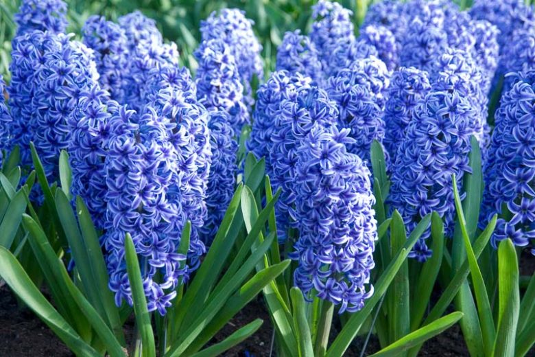 Hyacinth Blue Jacket, Hyacinth 'Blue Jacket', Dutch Hyacinth, Hyacinthus Orientalis, Common Hyacinth, Spring Bulbs, Spring Flowers, blue hyacinth, blue flowers