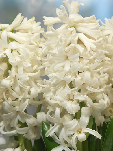 Hyacinth Carnegie, Hyacinth 'Carnegie', Dutch Hyacinth, Hyacinthus Orientalis, Common Hyacinth, Spring Bulbs, Spring Flowers, white hyacinth, early spring bloomer, mid spring bloomer