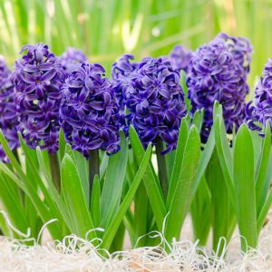 Hyacinth Delft Blue, Hyacinth 'Delft Blue', Dutch Hyacinth, Hyacinthus Orientalis, Common Hyacinth, Spring Bulbs, Spring Flowers, blue hyacinth, blue flower