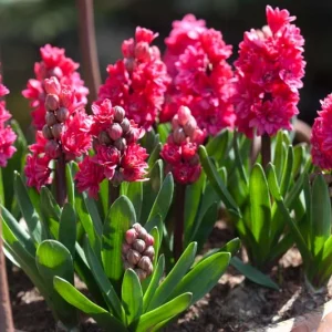 Hyacinthus Orientalis 'Hollyhock', Hyacinth Hollyhock', Double-Flowered Hyacinth, Dutch Hyacinth, Hyacinthus Orientalis, Common Hyacinth, Spring Bulbs, Spring Flowers, pink hyacinth, pink flowers