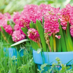Hyacinthus Orientalis 'Jan Bos', Hyacinth 'Jan Bos', Dutch Hyacinth, Hyacinthus Orientalis, Common Hyacinth, Spring Bulbs, Spring Flowers, pink hyacinth, pink flowers