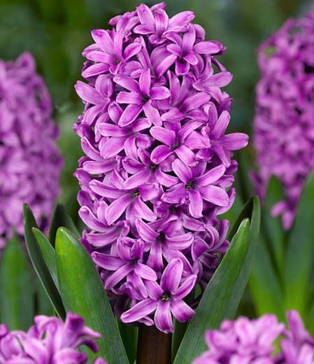 Hyacinthus Orientalis 'Miss Saigon', Hyacinth 'Miss Saigon', Dutch Hyacinth, Hyacinthus Orientalis, Common Hyacinth, Spring Bulbs, Spring Flowers, purple hyacinth, purple flower