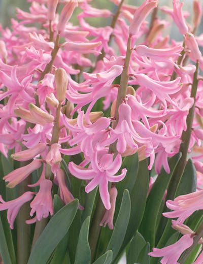 Hyacinthus Orientalis 'Pink Festival', Hyacinth 'Pink Festival', Multi-flowering Hyacinth, Dutch Hyacinth, Hyacinthus Orientalis, Hyacinthus Multiflora, Spring Bulbs, Spring Flowers, Pink hyacinth, Pink flower