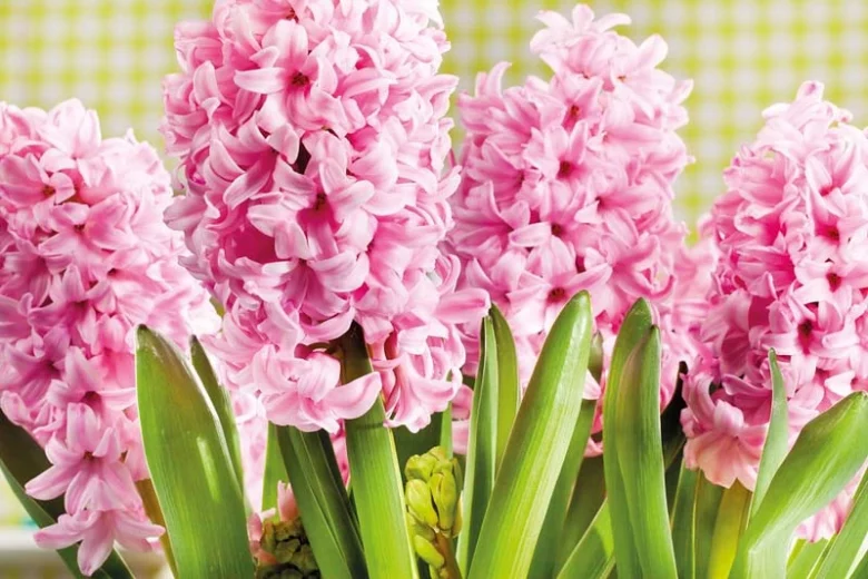 Hyacinthus Orientalis 'Pink Surprise', Hyacinth 'Pink Surprise', Dutch Hyacinth, Hyacinthus Orientalis, Common Hyacinth, Spring Bulbs, Spring Flowers, pink hyacinth,early spring bloomer, mid spring bloo