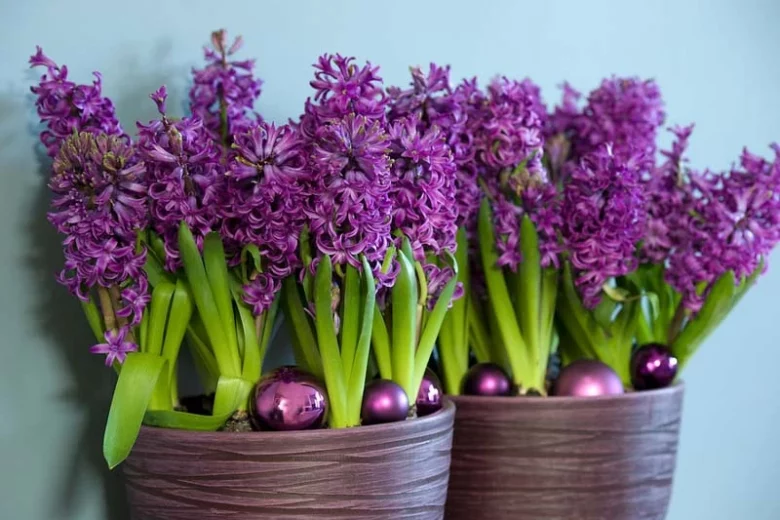 Hyacinthus Orientalis 'Purple Sensation', Hyacinth 'Purple Sensation', Dutch Hyacinth, Hyacinthus Orientalis, Common Hyacinth, Spring Bulbs, Spring Flowers, purple hyacinth, purple flower