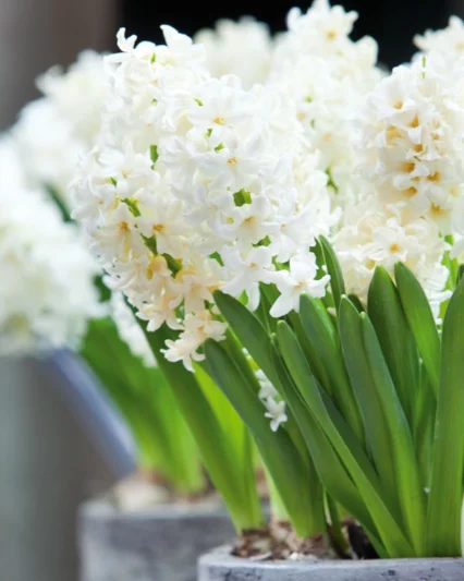 Hyacinthus Orientalis 'Top White', Hyacinth 'Top White', Dutch Hyacinth, Hyacinthus Orientalis, Common Hyacinth, Spring Bulbs, Spring Flowers, white hyacinth, early spring bloomer, mid spring bloomer
