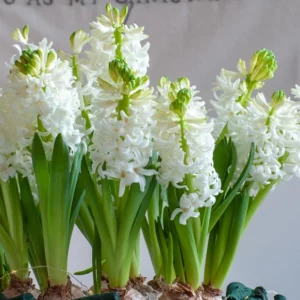 Hyacinth White Pearl, Hyacinth 'White Pearl', Dutch Hyacinth White Pearl, Hyacinthus Orientalis White Pearl, Common Hyacinth, Spring Bulbs, Spring Flowers, white hyacinth, early spring bloomer, mid spring bloomer
