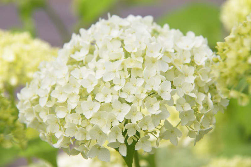 Hydrangea arborescens Annabelle in bloom