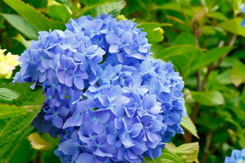 Hydrangea Macrophylla 'Glory Blue', Bigleaf Hydrangea 'Glory Blue', Mophead Hydrangea 'Glory Blue', Hortensia 'Glory Blue', Blue Hydrangea, Blue Hortensia