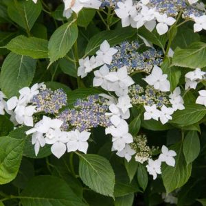 Hydrangea Macrophylla 'Lanarth White', Hydrangea Lanarth White, Lanarth White Hydrangea, Lacecap Hydrangea 'Lanarth White', white hydrangea, white flowers