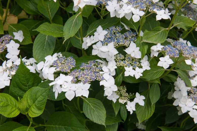 Hydrangea Macrophylla 'Lanarth White', Hydrangea Lanarth White, Lanarth White Hydrangea, Lacecap Hydrangea 'Lanarth White', white hydrangea, white flowers