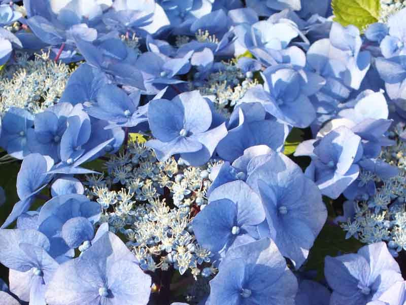 Hydrangea macrophylla 'Zorro'