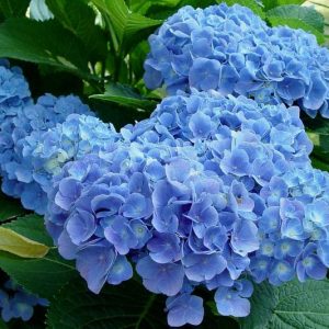 Hydrangea Macrophylla 'Blue Heaven', Bigleaf Hydrangea 'Blue Heaven', Hydrangea 'Blue Heaven', Forever & Ever Series, Pink Hydrangea, Blue Hydrangea, Bicolor Hydrangea