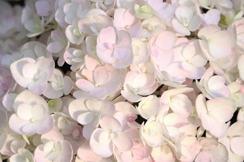 Hydrangea Macrophylla 'Blushing Bride', Bigleaf Hydrangea 'Blushing Bride', French Hydrangea 'Blushing Bride', Mophead Hydrangea 'Blushing Bride', White hydrangea, Pink hydrangea