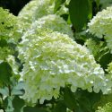 Hydrangea Paniculata 'Limelight', Limelight Hydrangea, Hydrangea 'Limelight', Panicle Hydrangea 'Limelight', Hydrangea paniculata 'Limelight'