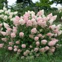 Hydrangea Paniculata Sundae Fraise, Strawberry Sundae Hydrangea, Hydrangea Sundae Fraise, Panicle Hydrangea Sundae Fraise, Paniculate Hydrangea Sundae Fraise, Hydrangea paniculata 'Strawberry Sundae',
