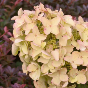 Hydrangea Paniculata White Diamonds, White Diamonds Hydrangea, Hydrangea 'White Diamonds', Panicle Hydrangea 'White Diamonds', Paniculate Hydrangea 'White Diamonds',  Hardy Hydrangea, Small Hydrangea