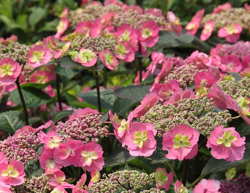 Hydrangea serrata Tuff Stuff™ (Mountain Hydrangea)