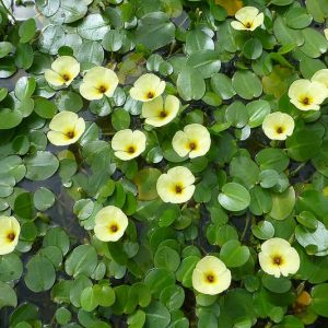 Hydrocleys nymphoides, Water Poppy, Pond Plants, Water Plants, Aquatic Plants, Yellow Flowers