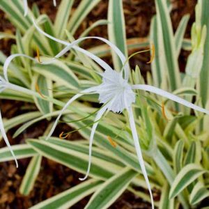 Hymenocallis caribaea 'Variegata', Caribbean Spider Lily, Variegated Spider Lily, summer flowers, Fragrant flowers, White Flowers