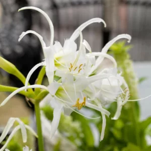 Hymenocallis x festalis 'Zwanenburg', Peruvian Daffodil 'Zwanenburg', Spider Lily 'Zwanenburg', Ismene 'Zwanenburg', Ismene x deflexa 'Zwanenburg', Fragrant flowers, White Flowers
