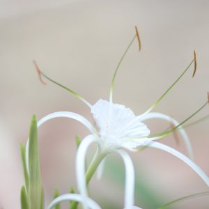 Hymenocallis latifolia, Perfumed Spider Lily, Perfumed Spiderlily, Fragrant flowers, Florida Native Plants, Florida Native Flowers, White Flowers