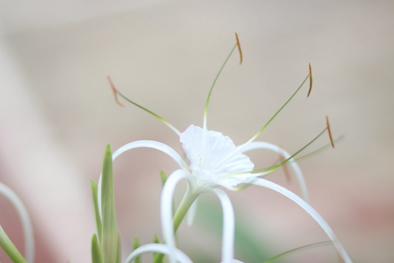 Hymenocallis latifolia, Perfumed Spider Lily, Perfumed Spiderlily, Fragrant flowers, Florida Native Plants, Florida Native Flowers, White Flowers