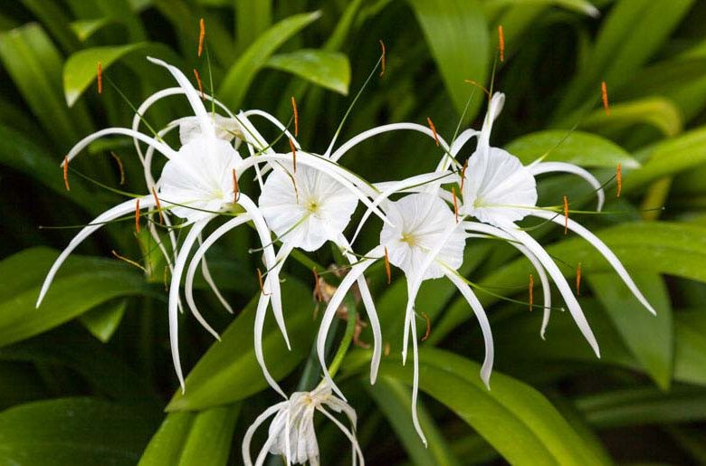 Hymenocallis littoralis, Beach Spider Lily, Spider Lily, Peruvian Daffodil, summer flowers, Fragrant flowers, White Flowers