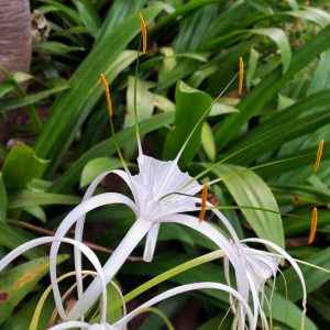 Hymenocallis occidentalis, Northern Spider Lily, Hammock Spider Lily, Summer Spider Lily, Woodland Spider Lily, Hymenocallis caroliniana, summer flowers, Fragrant flowers, White Flowers