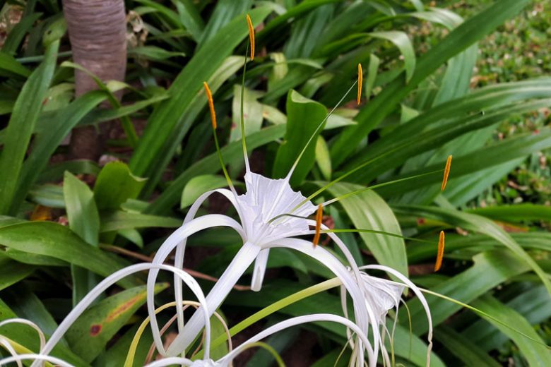 Hymenocallis occidentalis, Northern Spider Lily, Hammock Spider Lily, Summer Spider Lily, Woodland Spider Lily, Hymenocallis caroliniana, summer flowers, Fragrant flowers, White Flowers
