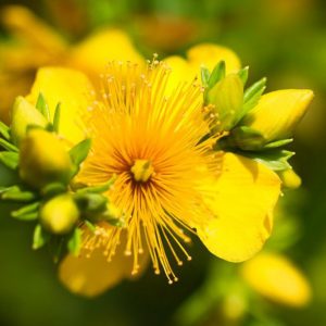 Hypericum densiflorum, Bushy St. John's-wort, Yellow Shrub, yellow flowers