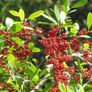 Ilex cassine, Dahoon, red berries, evergreen shrub, Aquifoliaceae, Berry, holly, Ilex, winter shrub