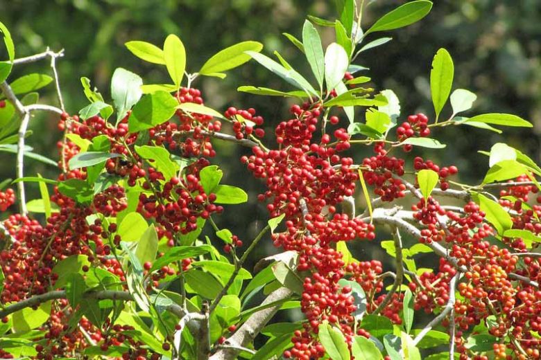 Ilex cassine, Dahoon, red berries, evergreen shrub, Aquifoliaceae, Berry, holly, Ilex, winter shrub