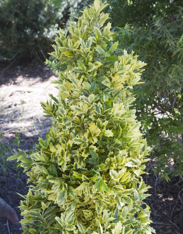 Ilex Golden Oakland® (Holly)