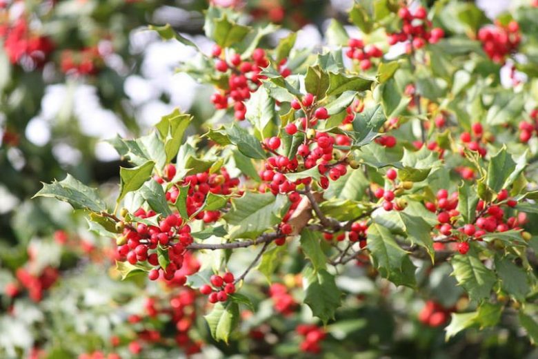 Ilex opaca, American Holly, White Holly, Prickly Holly, Evergreen Holly, Christmas Holly, Yule Holly, red berries, evergreen shrub, Aquifoliaceae, Berry, holly, Ilex, winter shrub