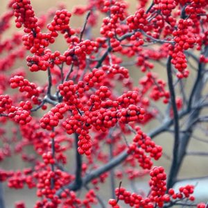 Ilex Verticillata, Winterberry, Common Winterberry, Winterberry, Michigan Holly, Black Alder, Red berries, evergreen shrub, American winterberry