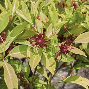 Illicium floridanum, Florida Anise, Purple Anise, Florida Aniseed Tree, Poison Bay, Red-Flowered Aniseed Tree, Tree Anise, Stinking Laurel